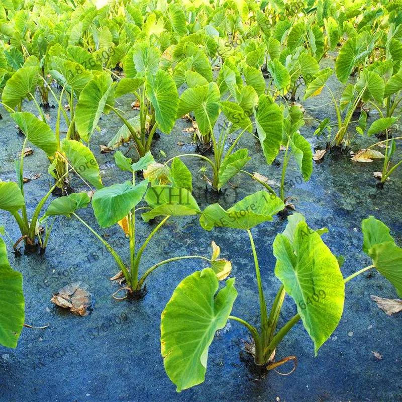 100pcs Alocasia Bonsai Giant Taro Flores Garden Elephant Ear Plants