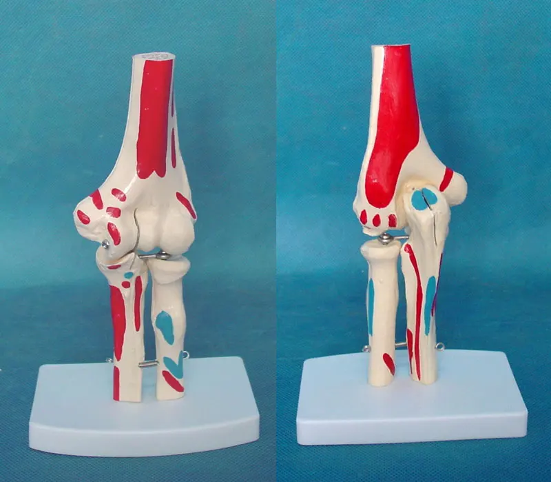 1:1 Размер жизни цветные человеческие локоть суставы модель анатомическая Анатомия локоть суставы медицинская модель ортопедические люди скелет модель
