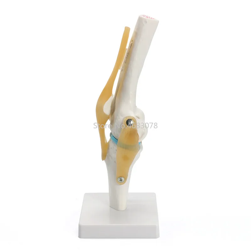 Life Size Human anatomy skeleton Knee Joint Anatomical Model Heart skull brain skull model in trauma nursing manikin train