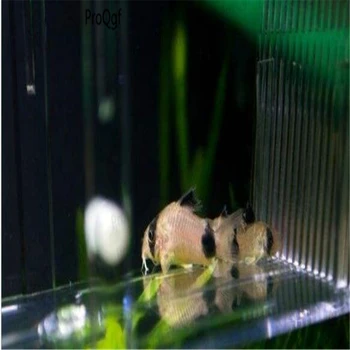 

100Pcs A Set Panda corydoras