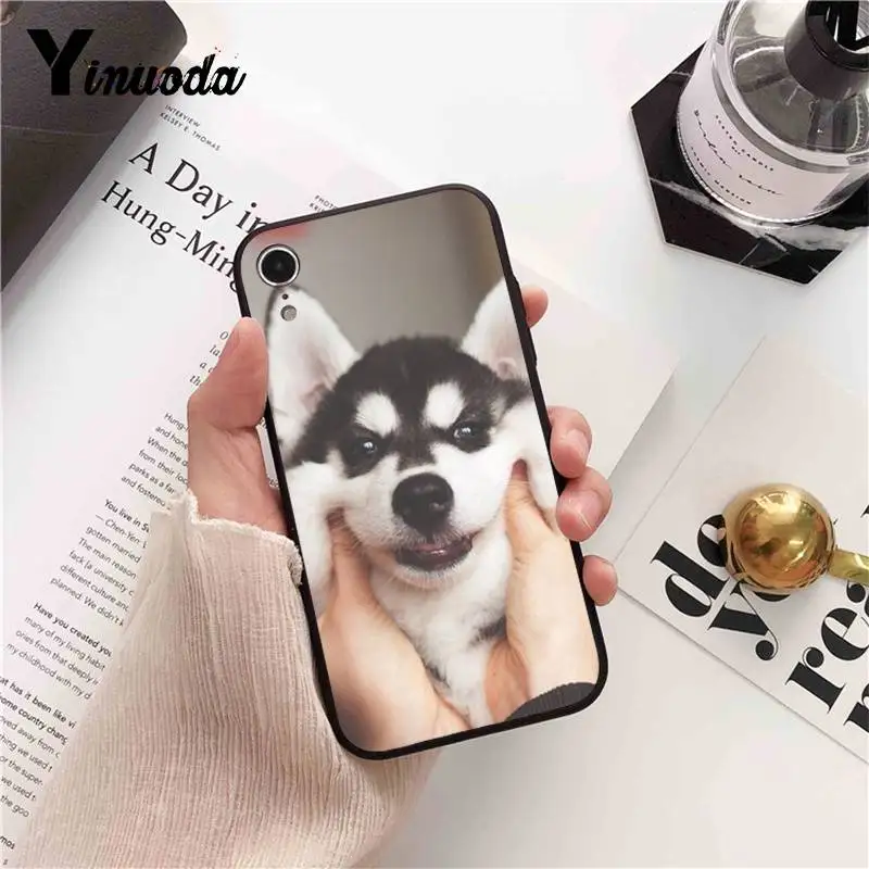 Animal Husky cute Puppy Dog
