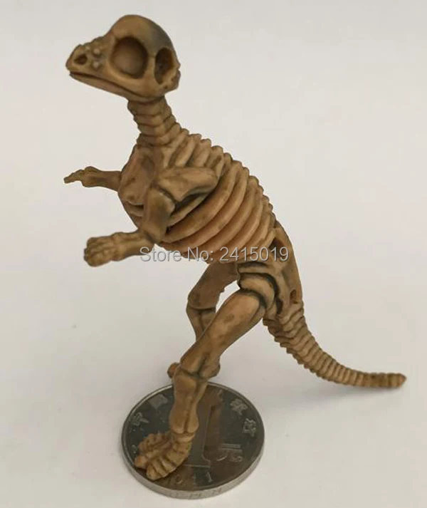 12 Skeleton Dinosaurs -5-12