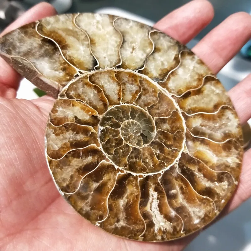 

150-200g Natural Crystal AMMONITE FOSSIL slice stones Shell Specimen Reiki Healing Realistic Rock Quartz minerals Decoration
