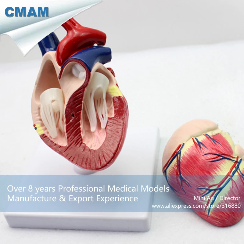 CMAM-A06 Собачье Сердце Модель, Животных, Анатомические Модели для Ведения Ветеринара