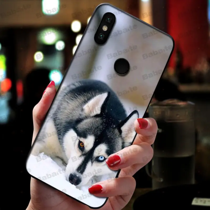 Animal Husky cute Puppy Dog