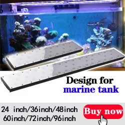 marine