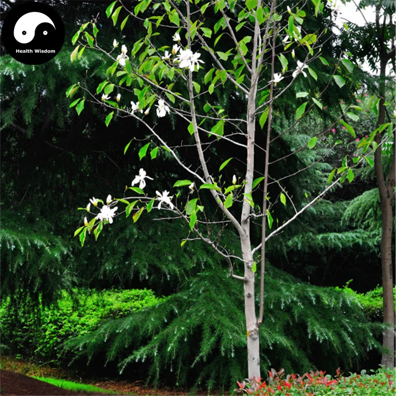 

Buy Magnolia Tree Semente 50pcs Plant Magnolia Denudata For White Flower Yu Lan