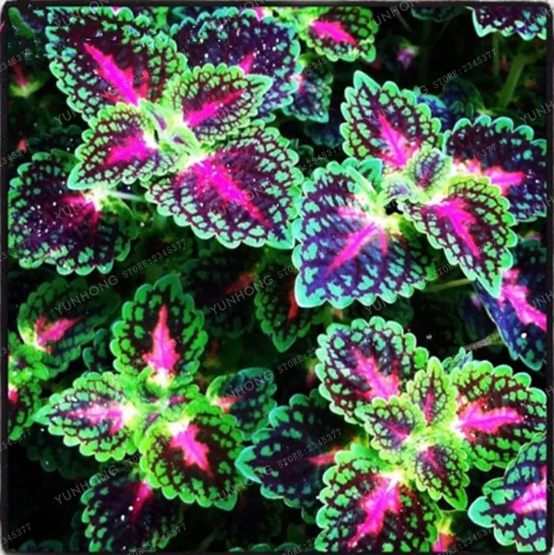 100pcs Janpanse Bonsai Coleus plant Foliage Plants Perfect Color Rainbow Dragon bonsai Beautiful Flower Plant Garden Semente 100pcs Janpanse Bonsai Coleus plant Foliage Plants Perfect Color Rainbow Dragon bonsai Beautiful Flower Plant Garden Semente