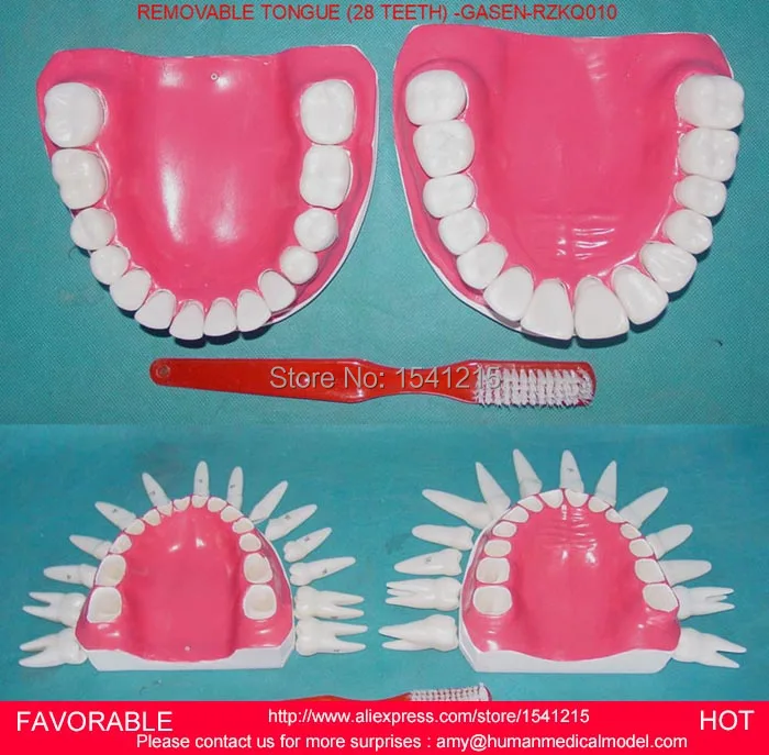 

ORAL ANATOMY MEDICAL MODEL,DENTAL CARIES MODEL,DENTAL CAST MODEL, ORAL FULL REMOVABLE 28 TEETH WITHOUT TONGUE -GASEN-RZKQ010