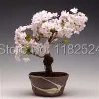 20 СЕМЯН-100% Оригинальные Японский Sakura семена бонсай цветок легко посадить DIY главная сад *