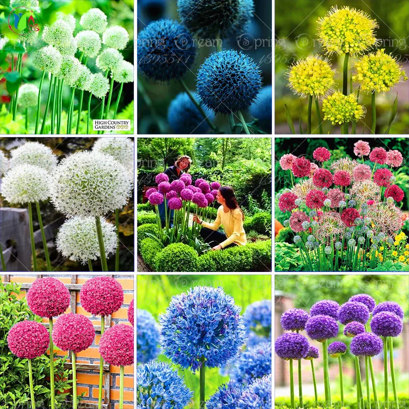 100 Purple Giant Allium Giganteum Beautiful Flower Seeds Garden Plant the budding rate 95% rare flower for kid