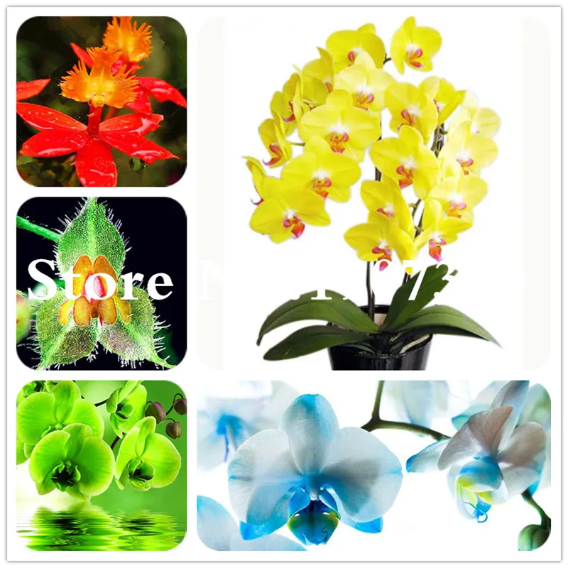 

100 pcs Phalaenopsis Orchid, Phalaenopsis Flower,bonsai hydroponic flower Bonsai for four seasons, Rare Orchid Easy to Grow