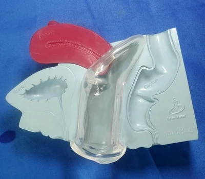 

Uterine anatomical model Female Reproductive system Model of human specimens free shipping