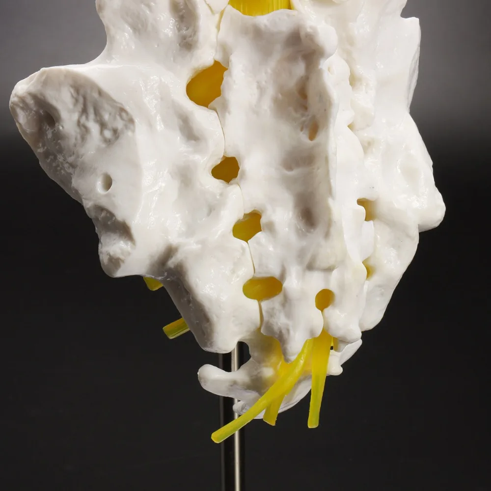 

12''Life Size Chiropractic Hum an Anatomical Lumbar Vertebra l Spine Anatomy Model