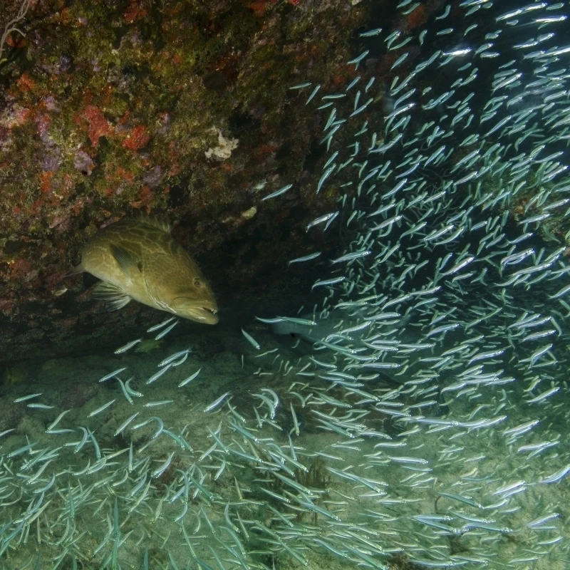 A Tiger Grouper chasing minnows at the Benwood shipwreck Poster Print (15 x 12)