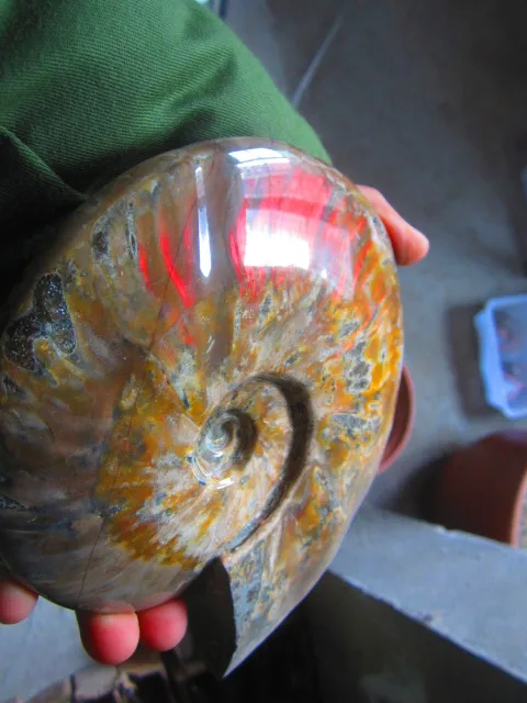 Special Price 1555g(3.42 lb) Iridescent Ammonite Ammolite Specimen Fossil Madagascar DFB180