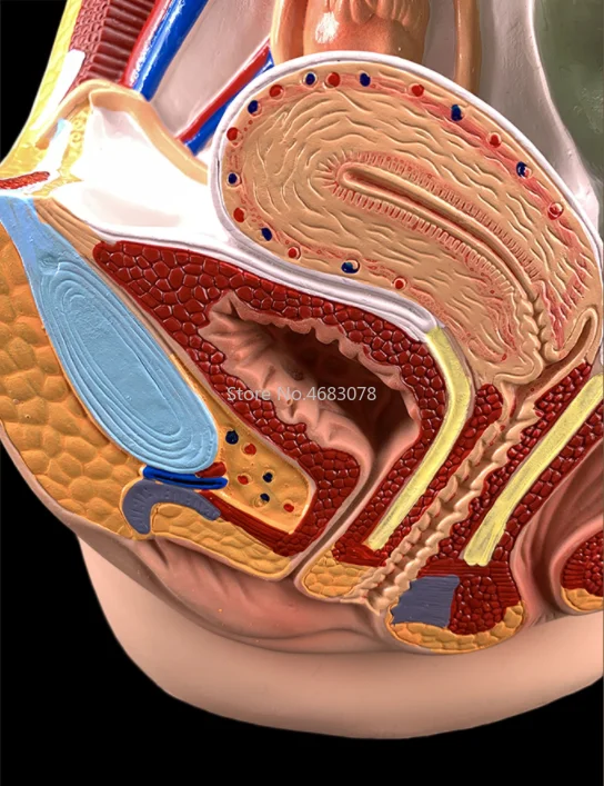Male & Female Pelvic Anatomy Model – Reproductive System Medical Teaching Tool 5
