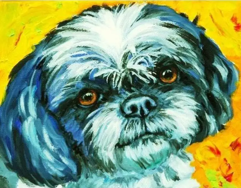 shih tzu