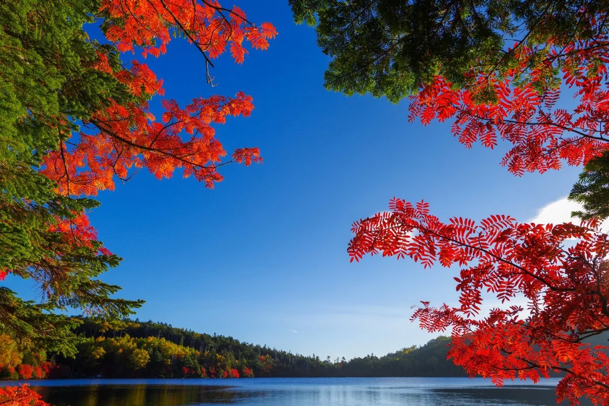 blue sky lake red leaves autumn scenery 447FJ fabric poster custom