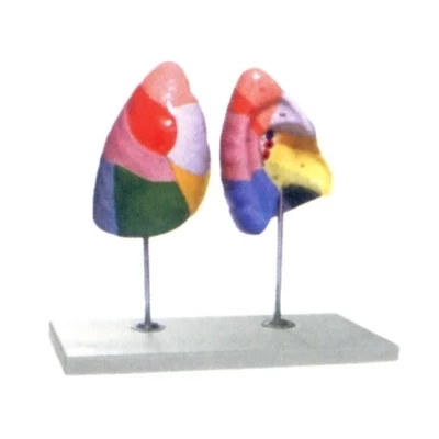 

human Respiratory system Lung partition model natural size free shipping