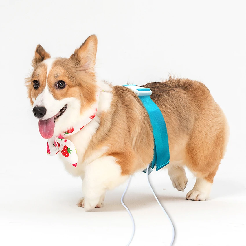 2020 программное обеспечение на английском языке анализатор домашних животных для