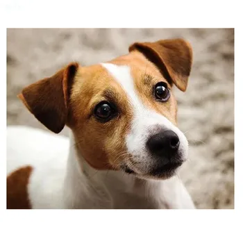 

Wholesale Full Square / Round 5D DIY Diamond Painting "jack russell terrier" Mosaic Diamond Embroidery Dog Decor Painting FG569