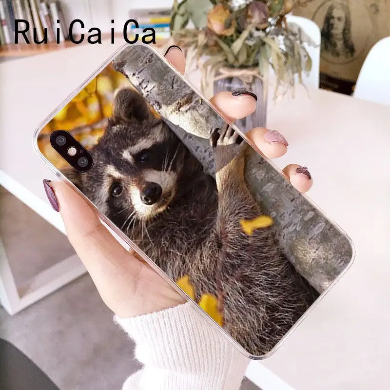 Animal Raccoon Fox