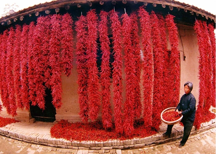 

Red pepper Vegetable bonsais 100pcs