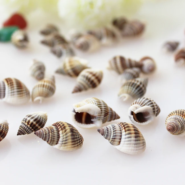 Collier De Conbiere En Coquillage De Mer Bricolage Coquilles Naturelles D Aquarium Etoile De Mer 10 Pieces Lot Aliexpress