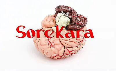 Human Anatomical Mini Brain Dissection Viscera Medical Organ Teach Model School Hospital Human Anatomical Mini Brain Dissection Viscera Medical Organ Teach Model School Hospital