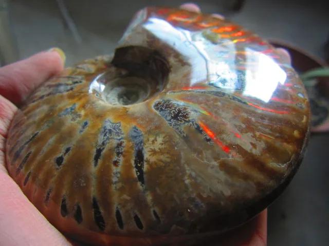 Special Offers 443g(0.97 lb) Iridescent Ammonite Ammolite Specimen Fossil Madagascar BFB1105