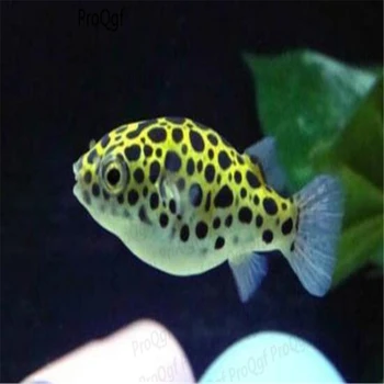 

100Pcs A Set Tetraodon nigroviridis