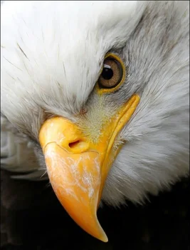 

Diamond Painting Full Square/Round The Beak and Eye of An Eagle Close-up of The Eagle 5D Daimond Painting Embroidery Mosaic L016