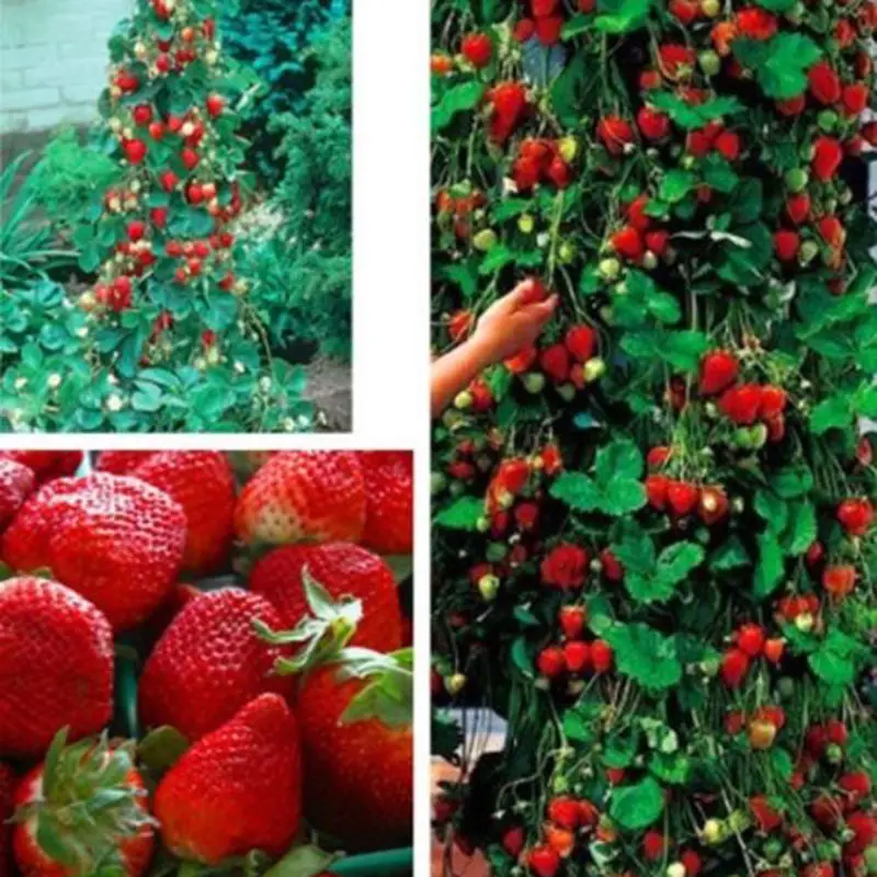 Online Buy Wholesale strawberry plants from China