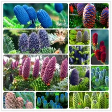 Большая распродажа! 100 шт./лот Корейская ель, Abies koreana flores Бонсай цветочных растений завод DIY домашний сад