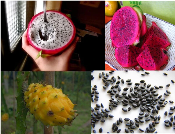 Resultado de imagen de pitahaya semilla