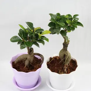 Indoor Flowers Plants Radiation Resistant Bonnyclabber Small Indoor Flowers Plants Radiation Resistant Bonnyclabber Small Bonsai Office Desk Mini Plant