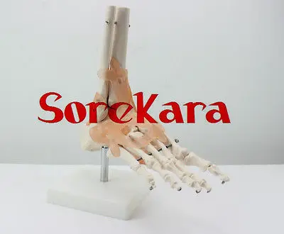 

1:1 Human Anatomical Podarthrum Foot Joints Ligament Skeleton Medical Model
