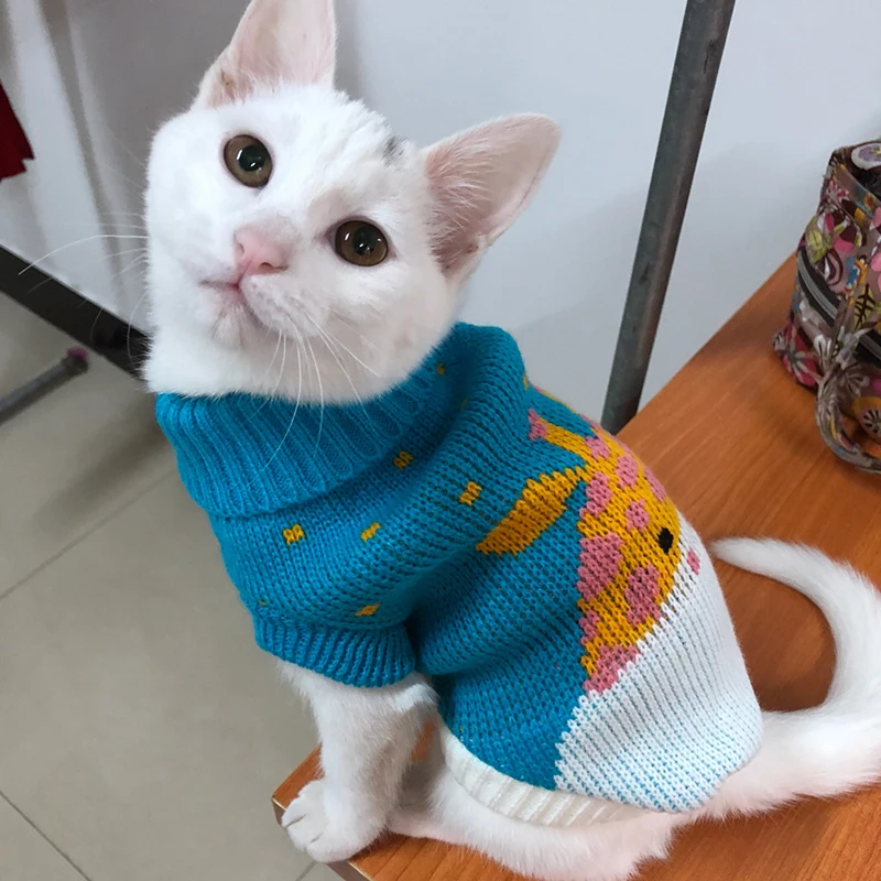 Kedi Kazağı