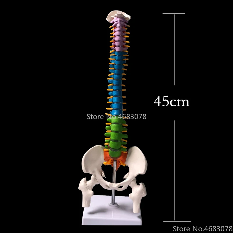 45 см Цвет позвоночника человека с тазовой модели анатомической анатомии человека позвоночника медицинская модель школы медицинские Обучающие принадлежности