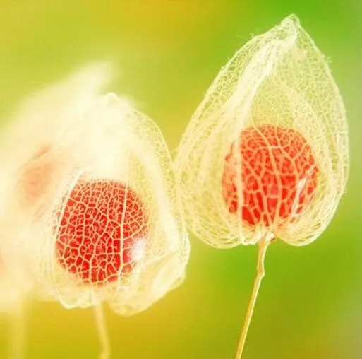 

Chinese lantern New Arrival Bonsai Organic Fruit Flore Home Garden 100 particles / bag Chinese Lantern Plant
