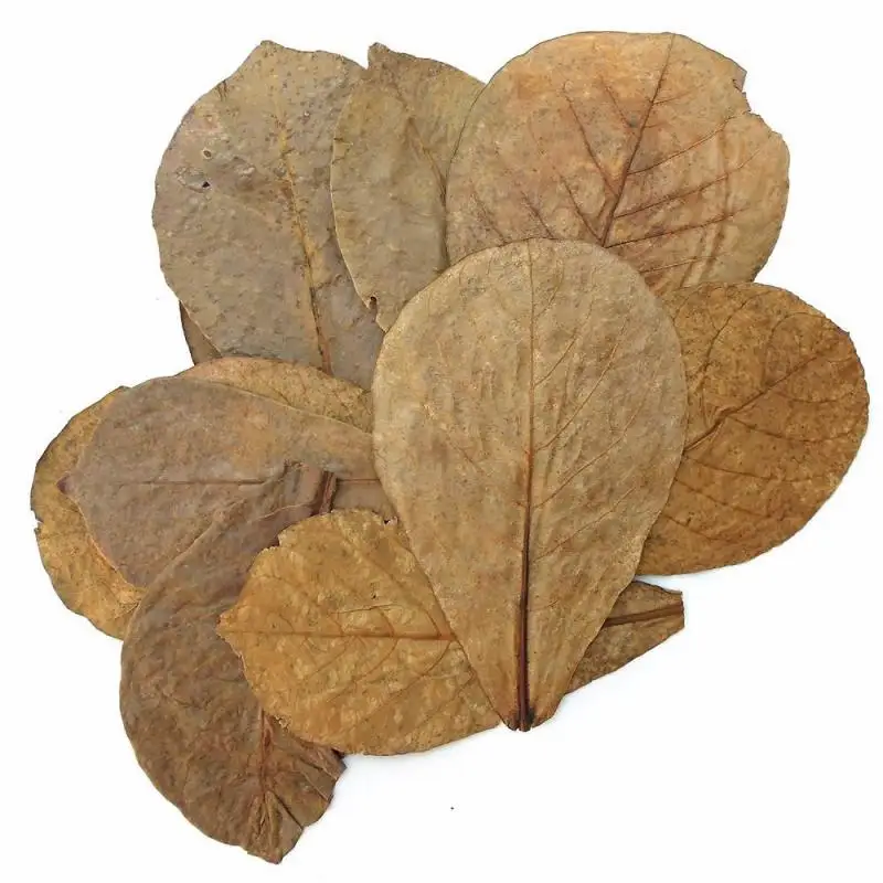 

25/50/100g Nature Terminalia Catappa Leaves Placed In Fish Tank Filter Aquarium Terminalia Foetida Leaves Shrimp Catfish Love