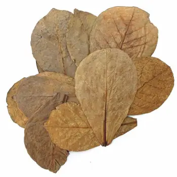 

25/50/100g Nature Terminalia Catappa Leaves Placed In Fish Tank Filter Aquarium Terminalia Foetida Leaves Shrimp Catfish Love
