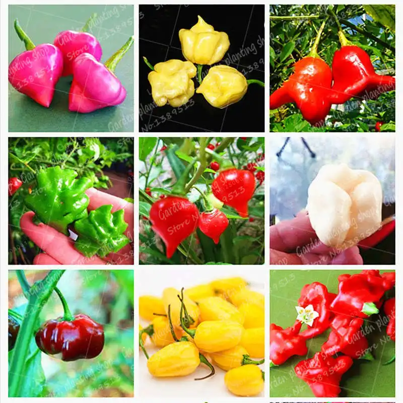 

100Pcs / Bag Brazilian Chili Hot Pepper Bonsai Ubatuba Cambuci Capsicum Baccatum Organic Bonsai Vegetables Outdoor Pot Plant
