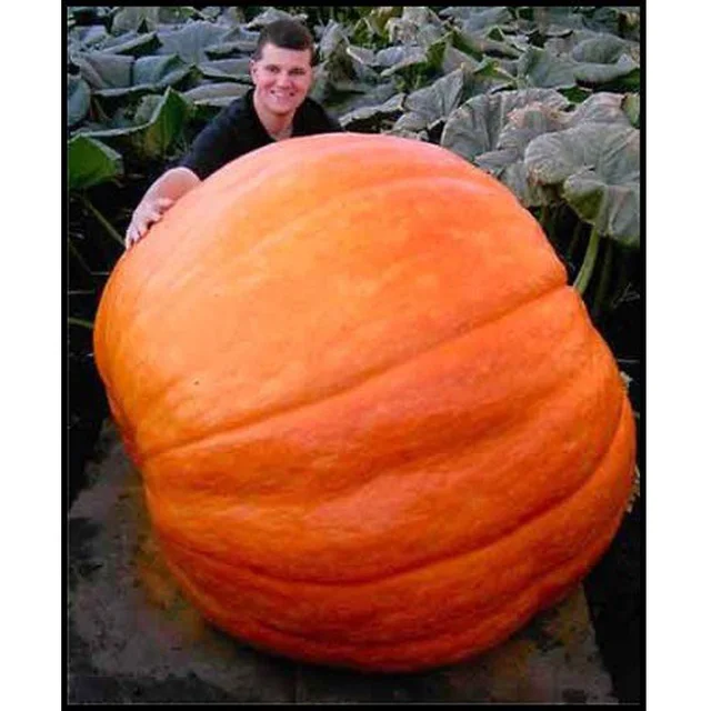 20PCS Giant Pumpkin plants Best Selling Super Large Pumpkins plants