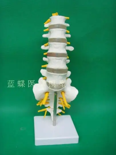 

PVC lumbar spine with tail model lumbar spine spinal nerve