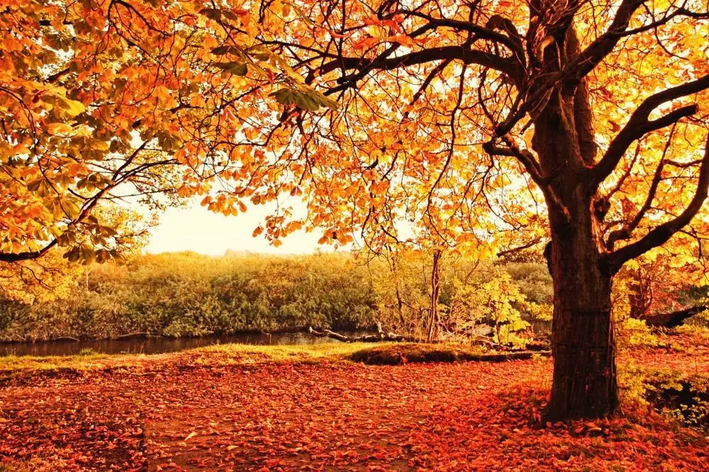 

Autumn Theme Vinyl Custom Photography Backdrops Prop Photo Studio Background TTRS-18