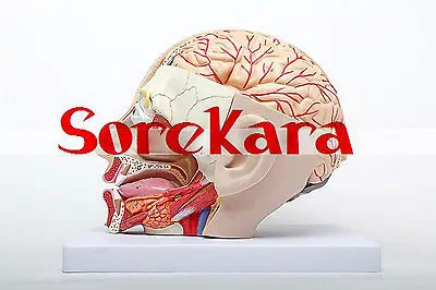 

Human Anatomical Emulational Head Dissection Viscera Medical Organ Teach Model School Hospital