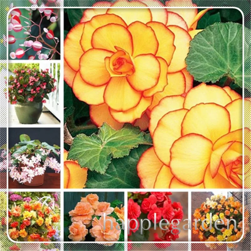 

20 pcs Begonia plant Bonsai Flower plant Diy Garden Decoration Begonias Bonsai Potted Easy To Growing tree Dwarf Houseplants