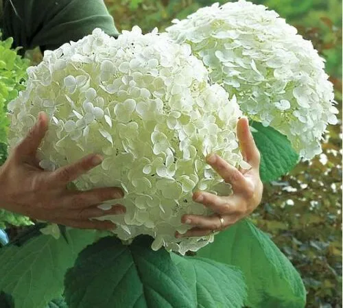 

20Pcs Hydrangea bonsai plants, indoor flowers, potted plants, all kinds of colors, easy to plant gardening decoration.